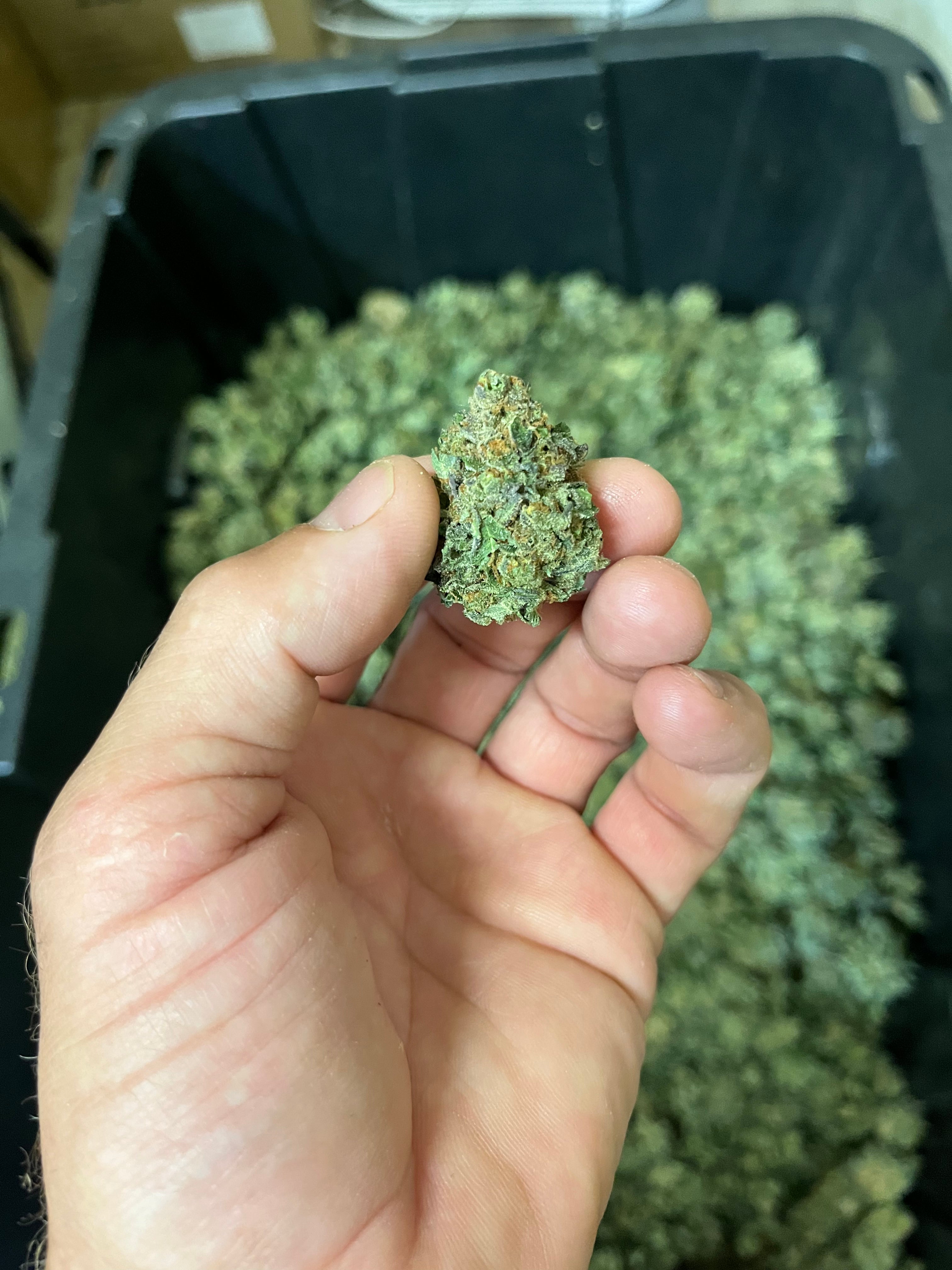 Harvest!