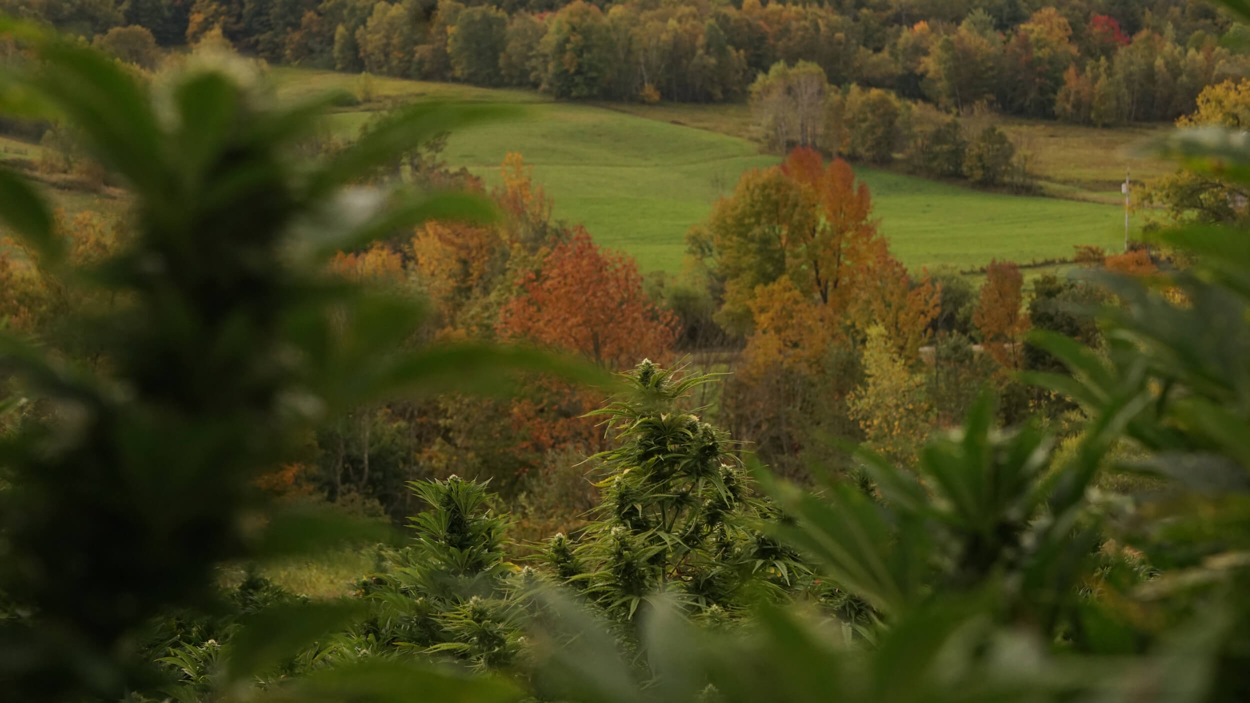 Full Spectrum CBD