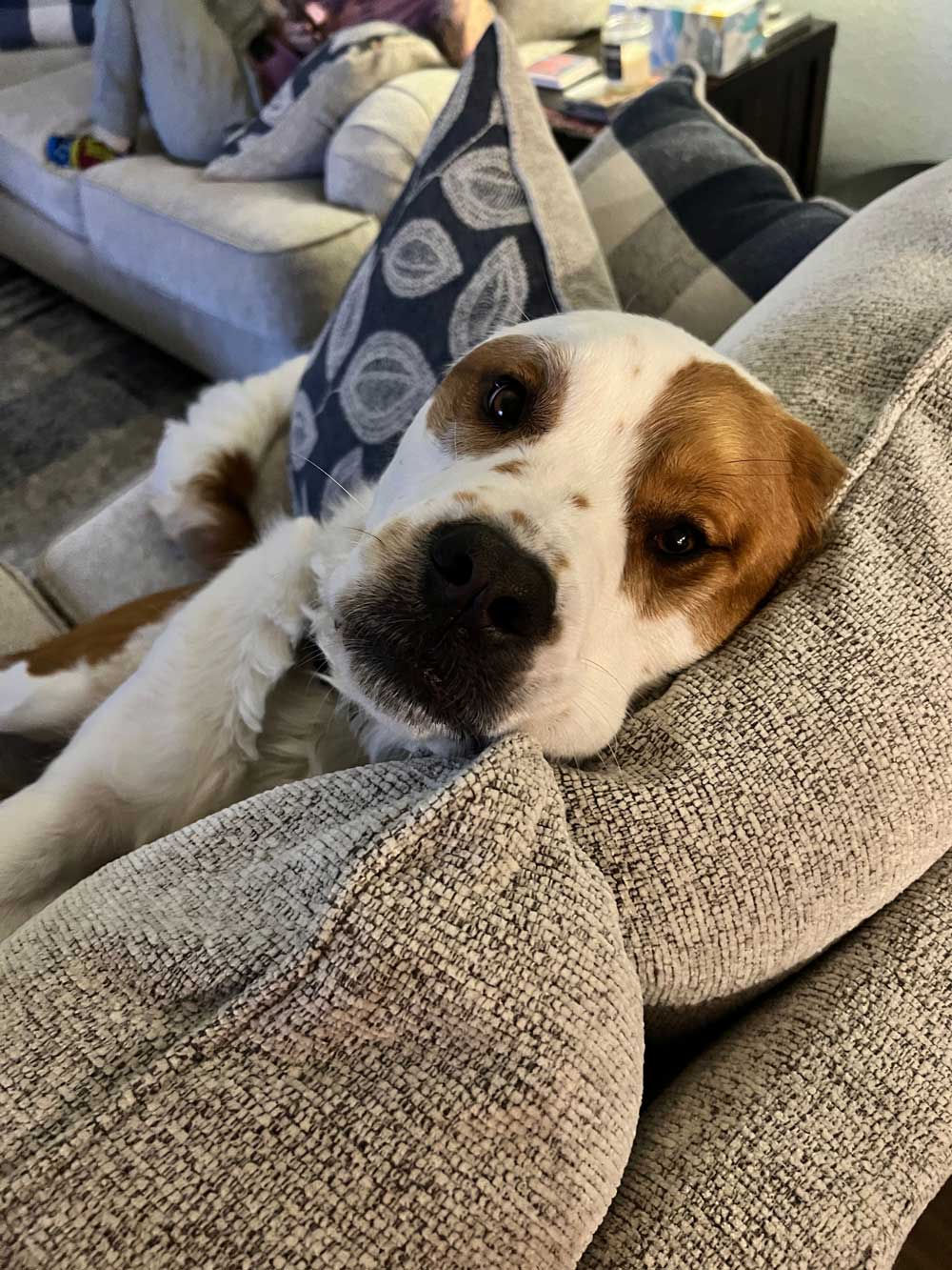 Kolache loves this biscuits! Dog Biscuits