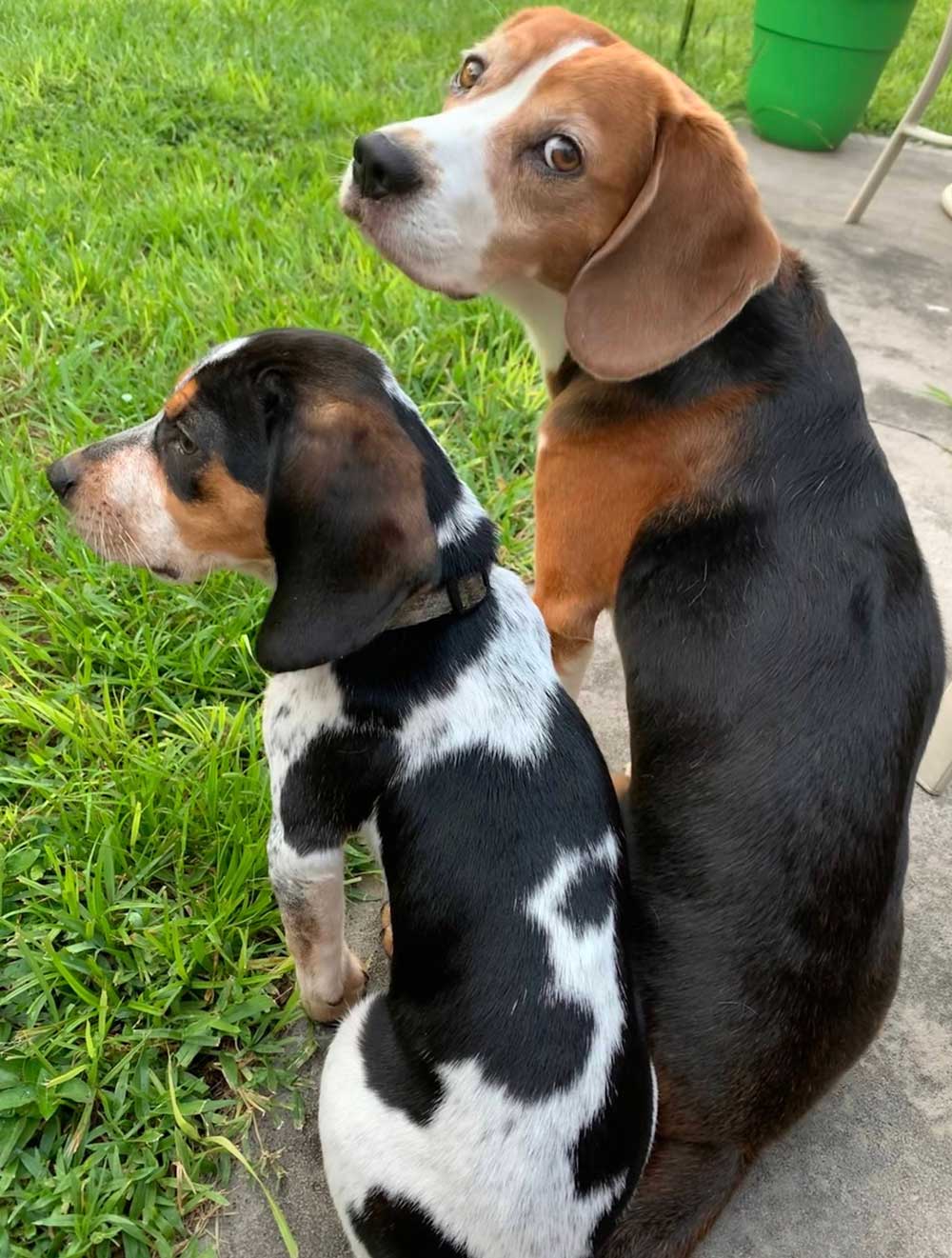 Great Product, Dog Biscuits