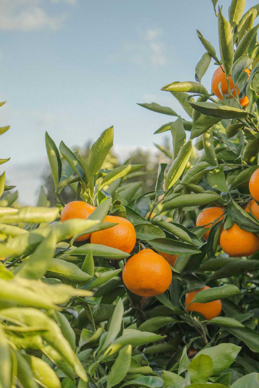 Wild Orange Chocolate