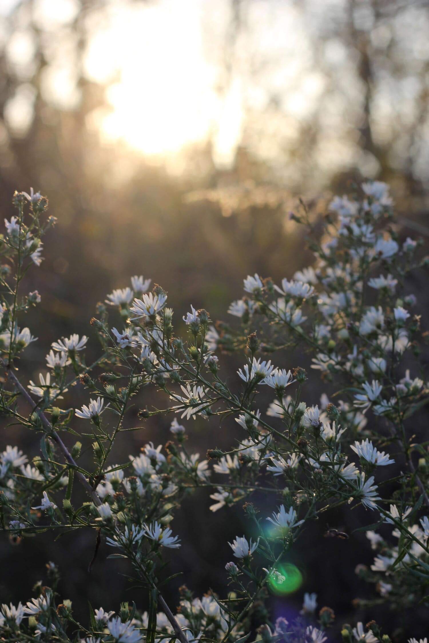 We love wildflowers at oHHo Botanicals - plants with benefits