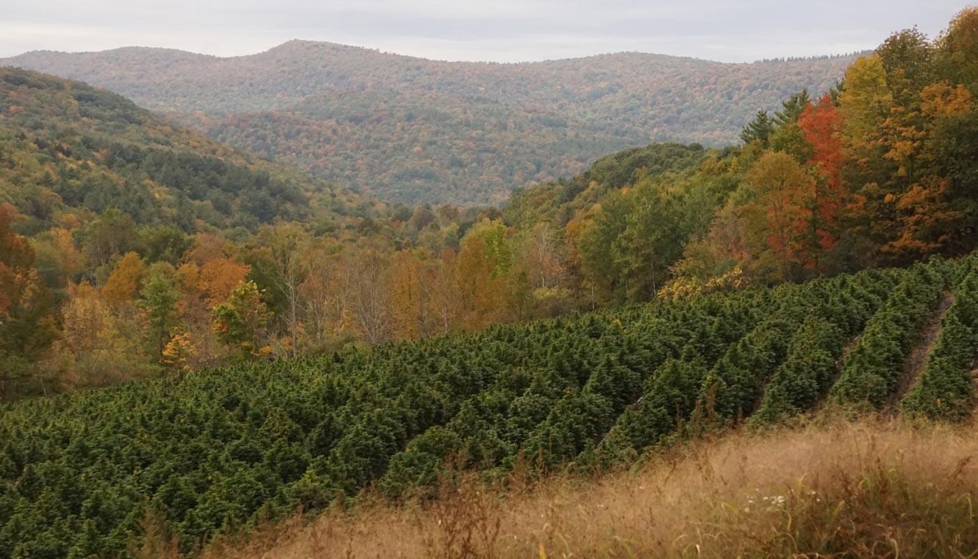 Farm image from our new york location